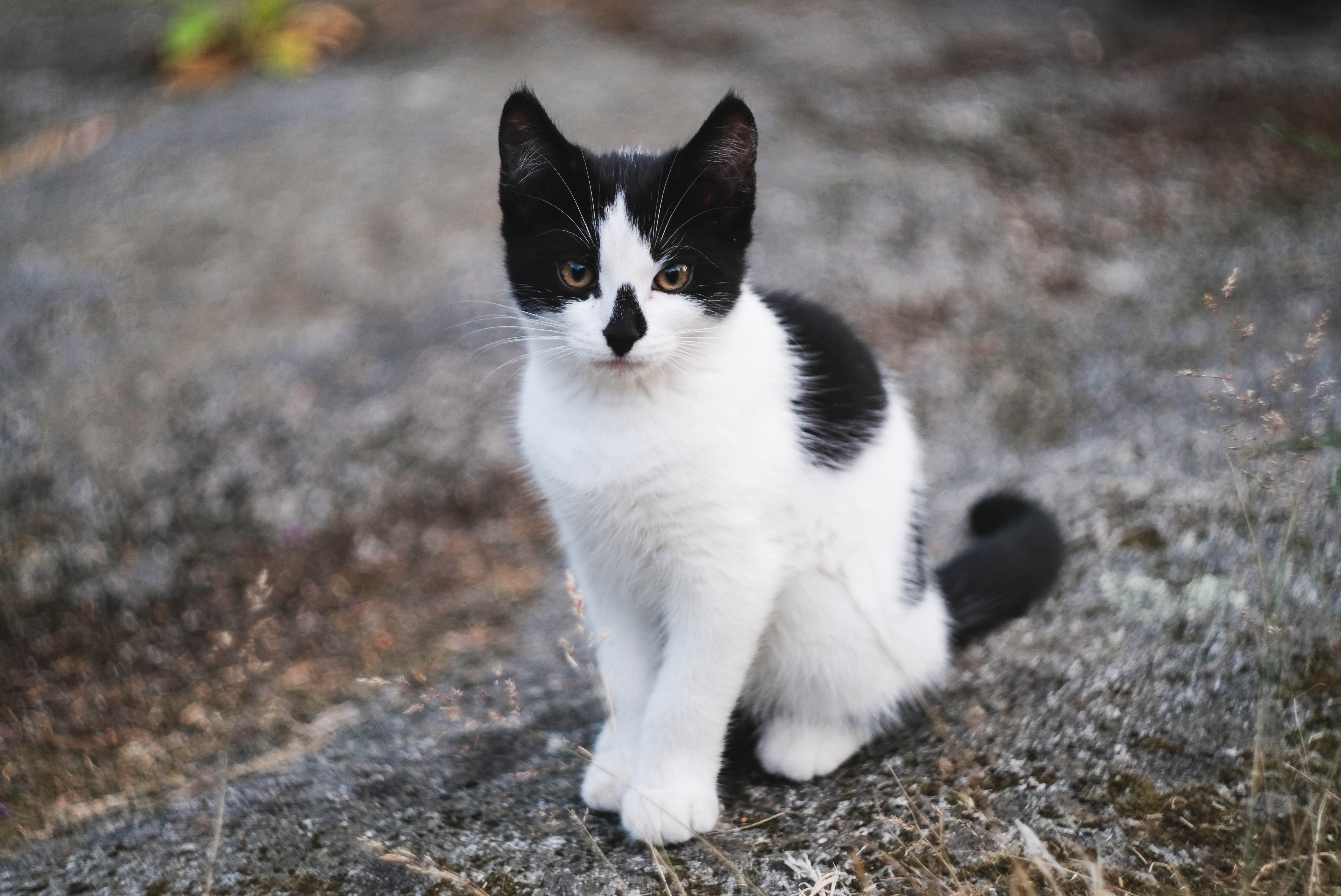 så adopterar du katt - läs mer på granngården.se