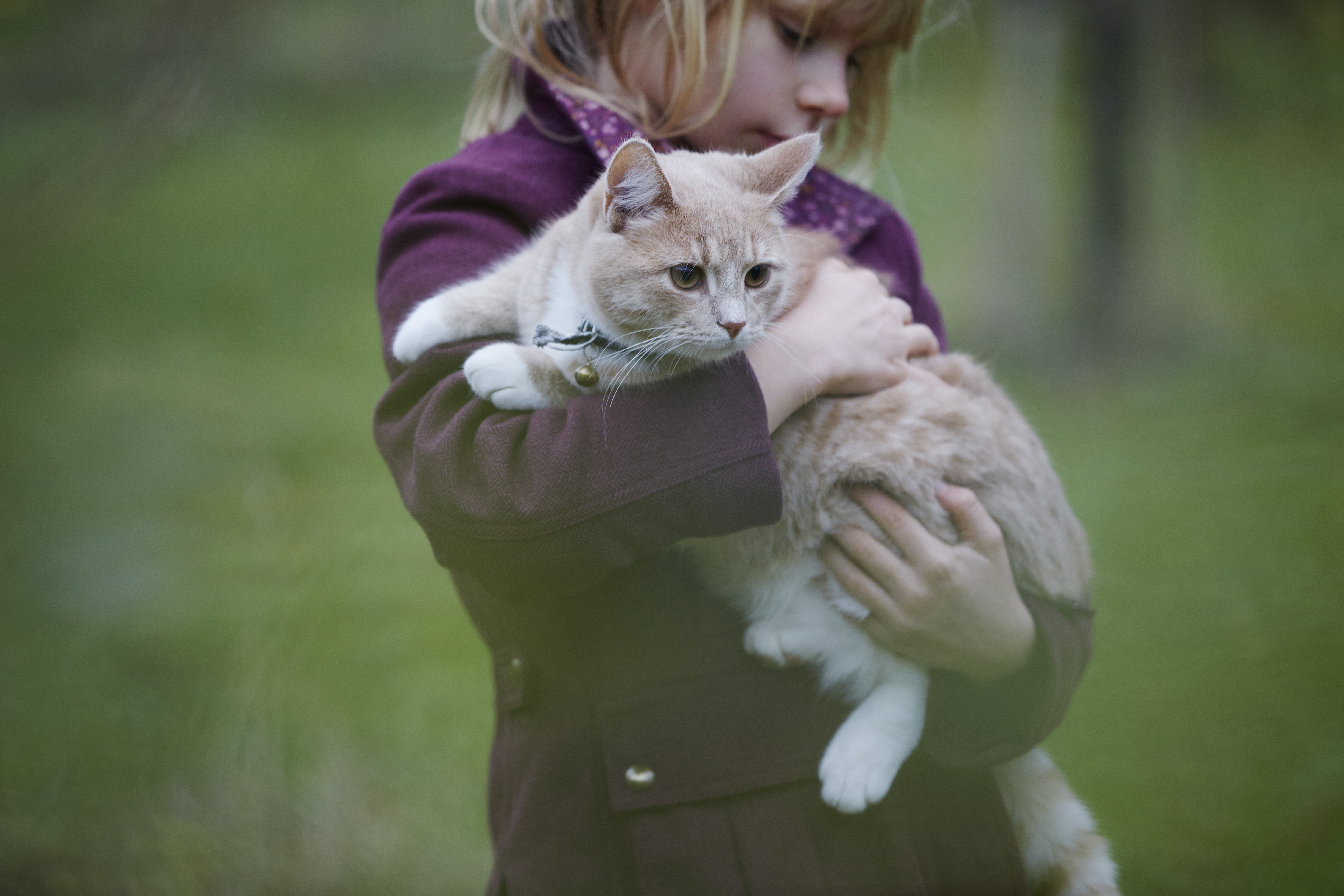 adoptera katt från katthem - läs mer på granngården.se