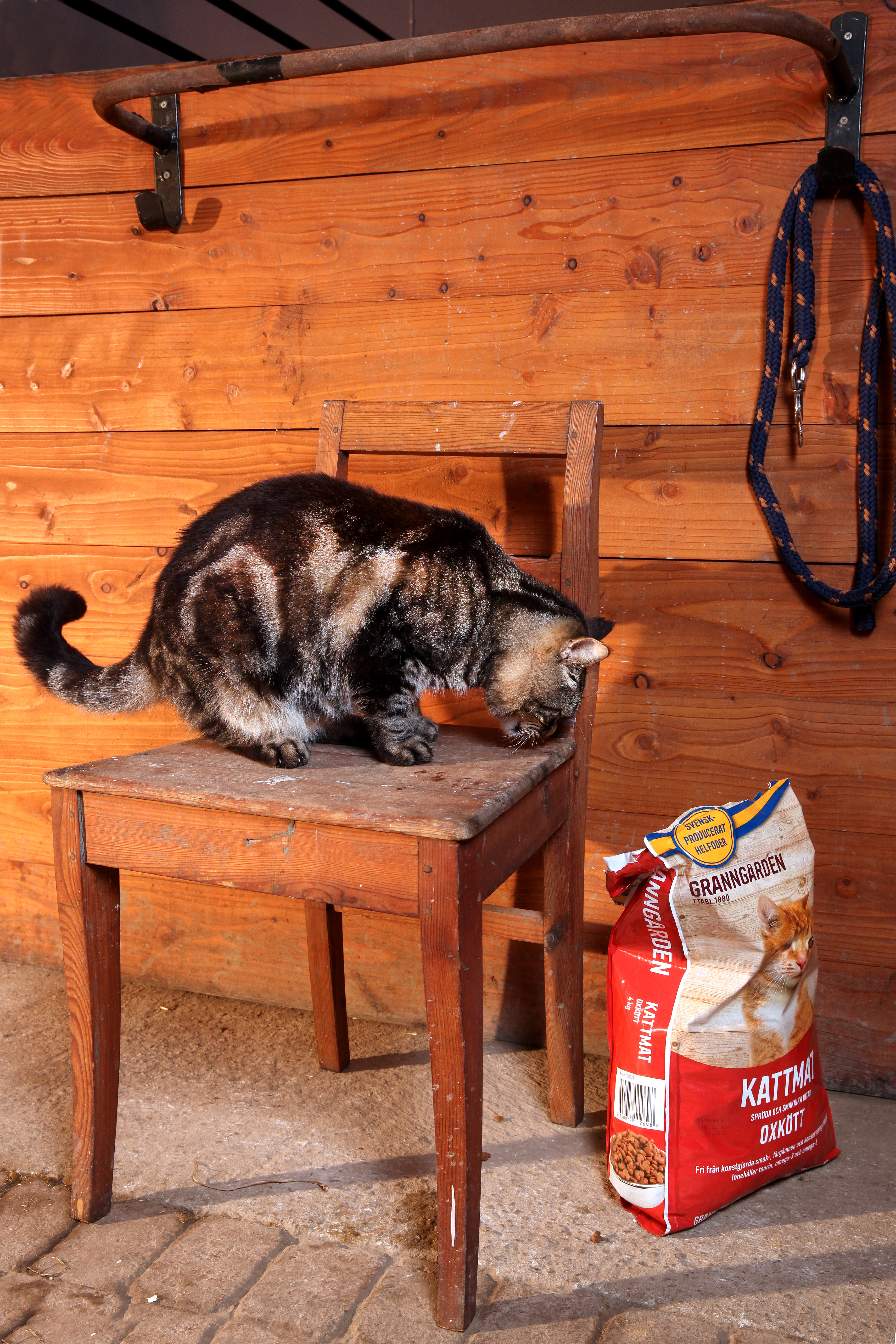 Skänk kattmat till katthem på Hemlösa katters vecka på Granngården